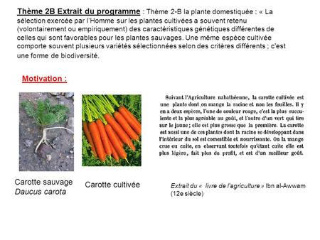 Carotte sauvage Daucus carota Carotte cultivée