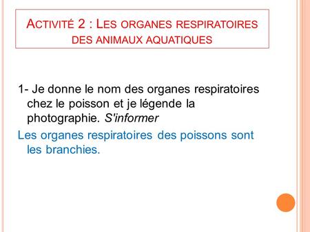 Activité 2 : Les organes respiratoires des animaux aquatiques