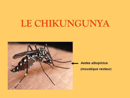 LE CHIKUNGUNYA Aedes albopictus (moustique vecteur)