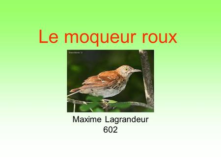 Le moqueur roux Maxime Lagrandeur 602.