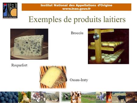 Exemples de produits laitiers