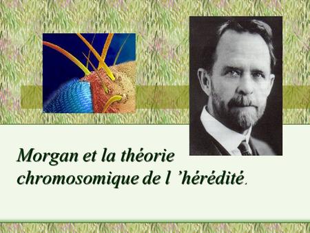 Morgan et la théorie chromosomique de l ’hérédité.