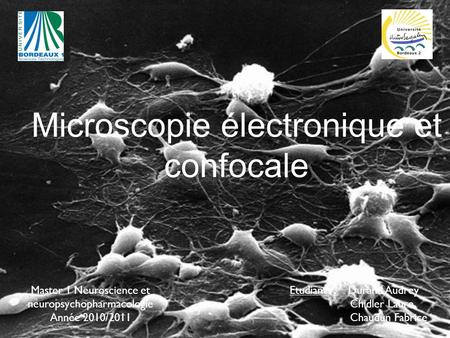 Microscopie électronique et confocale