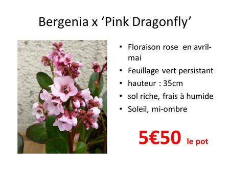 Bergenia x ‘Pink Dragonfly’ • Floraison rose en avril- mai • Feuillage vert persistant • hauteur : 35cm • sol riche, frais à humide • Soleil, mi-ombre.