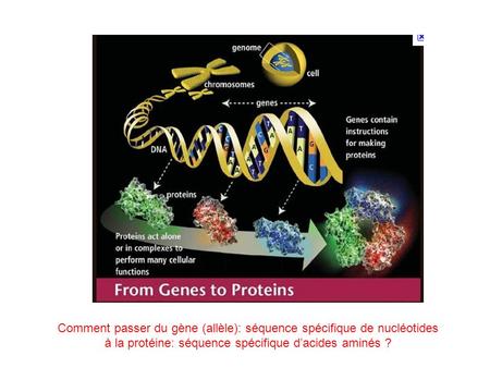 Comment passer du gène (allèle): séquence spécifique de nucléotides