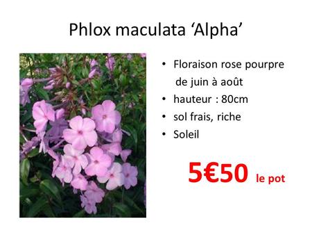 Phlox maculata ‘Alpha’