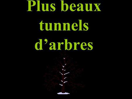 Plus beaux tunnels d’arbres