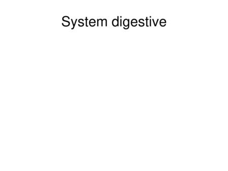System digestive.