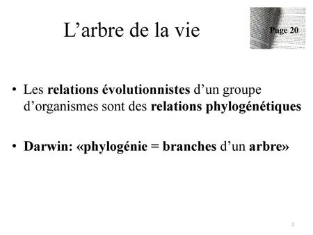 L’arbre de la vie Page 20 Les relations évolutionnistes d’un groupe d’organismes sont des relations phylogénétiques Darwin: «phylogénie = branches d’un.