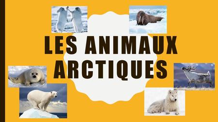 Les animaux Arctiques.