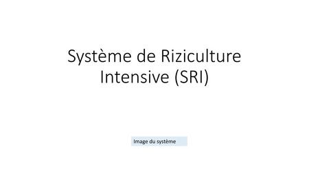 Système de Riziculture Intensive (SRI)