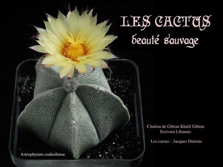 Astrophytum coahuilense Les cactus – Jacques Dutronc