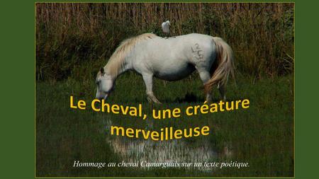 Le Cheval, une créature merveilleuse