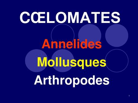 Annelides Mollusques Arthropodes