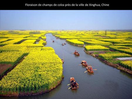 Floraison de champs de colza près de la ville de Xinghua, Chine