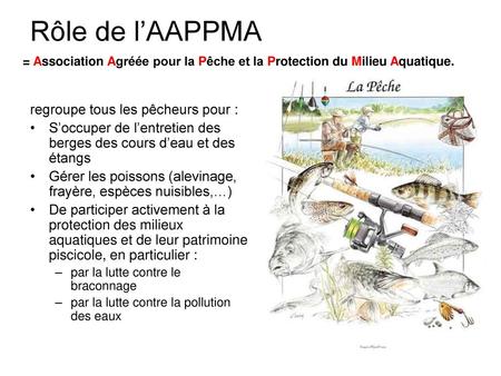 Rôle de l’AAPPMA regroupe tous les pêcheurs pour :