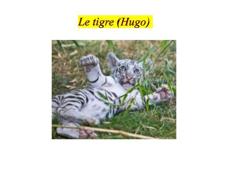 Le tigre (Hugo).