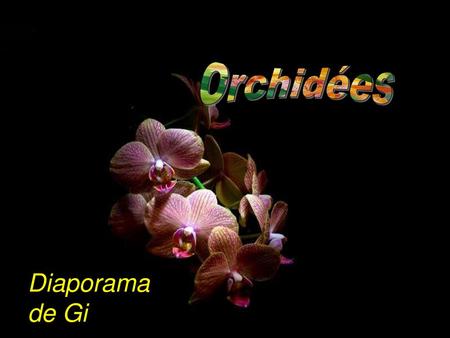 Orchidées Diaporama de Gi.
