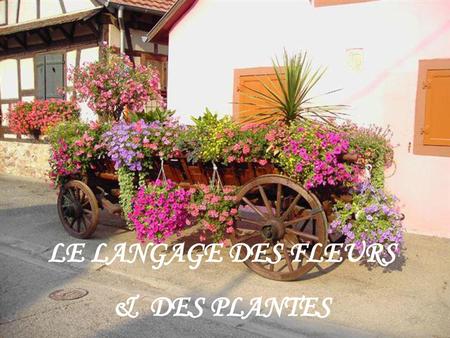 LE LANGAGE DES FLEURS & DES PLANTES.