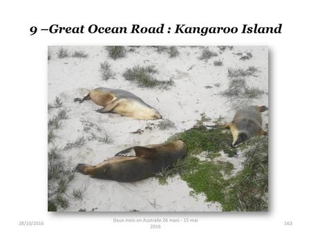 9 –Great Ocean Road : Kangaroo Island