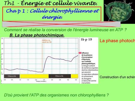 Cha p 1 : Cellule chlorophyllienne et énergie.
