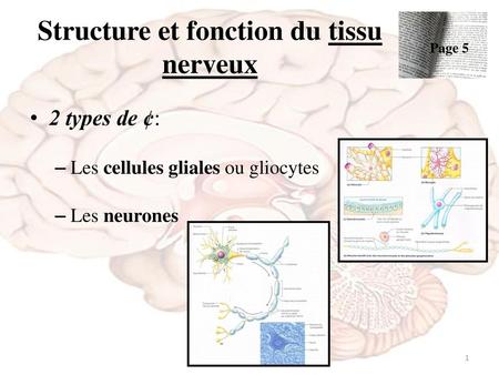 Structure et fonction du tissu nerveux