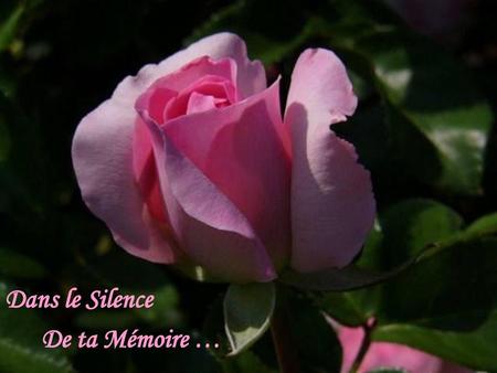Dans le Silence De ta Mémoire …