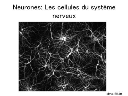 Neurones: Les cellules du système nerveux