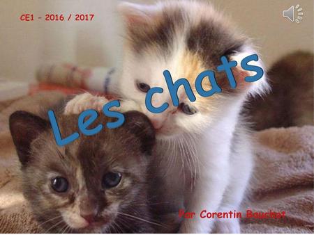 CE1 – 2016 / 2017 Les chats Par Corentin Bauchot.