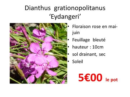 Dianthus grationopolitanus ‘Eydangeri’