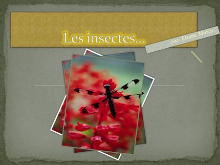Les insectes… par: Éliane Morin.