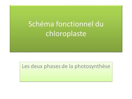 Schéma fonctionnel du chloroplaste