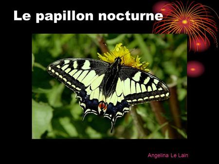 Le papillon nocturne Angelina Le Lain.