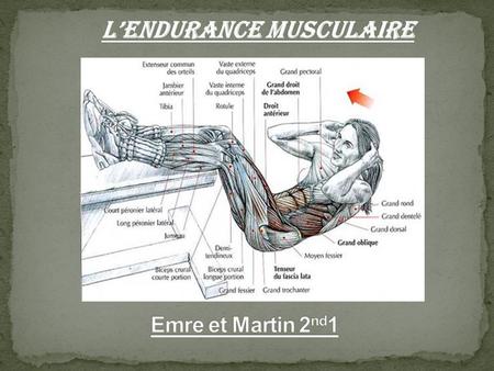L’Endurance Musculaire