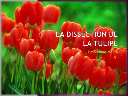 La dissection de la tulipe
