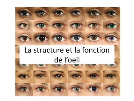 La structure et la fonction de l’oeil