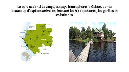 Le parc national Louanga, au pays francophone le Gabon, abrite beaucoup d’espèces animales, incluant les hippopotames, les gorilles et les baleines.