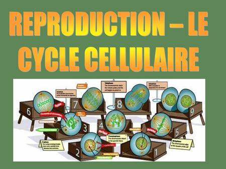 REPRODUCTION – LE CYCLE CELLULAIRE.
