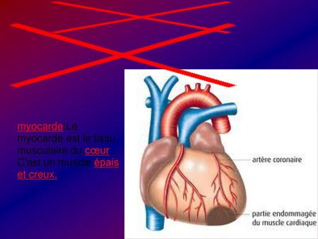 myocarde:Le myocarde est le tissu musculaire du cœur