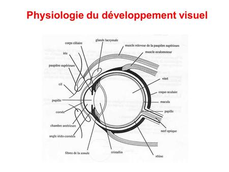 Physiologie du développement visuel