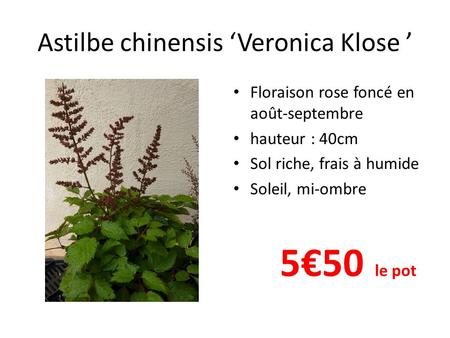 Astilbe chinensis ‘Veronica Klose ’ Floraison rose foncé en août-septembre hauteur : 40cm Sol riche, frais à humide Soleil, mi-ombre 5€50 le pot.