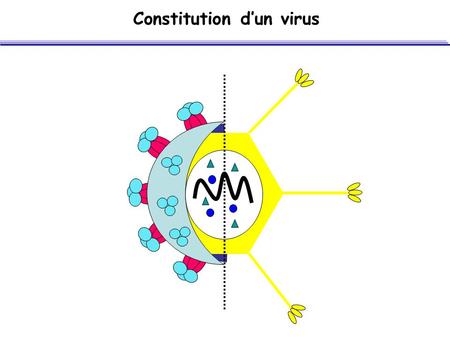 Constitution d’un virus