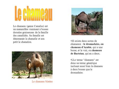 Le chameau Le chameau (genre Camelus) est un mammifère ruminant à bosses dorsales graisseuses de la famille des camélidés. Sa femelle est dénommée la chamelle.