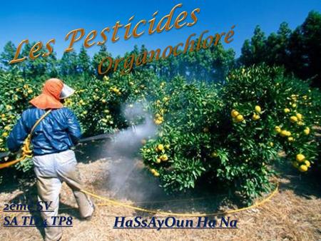 Les Pesticides Organochloré 2émé SV SA TD 4 TP8 HaSsAyOun Ha Na.