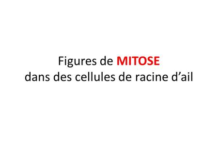 Figures de MITOSE dans des cellules de racine d’ail