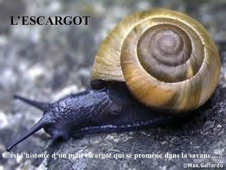 L’ESCARGOT C’est l’histoire d’un petit escargot qui se promène dans la savane…..