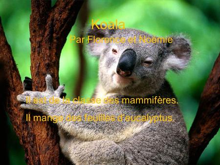 Koala Par Florence et Noémie Il est de la classe des mammifères. Il mange des feuilles d’eucalyptus.