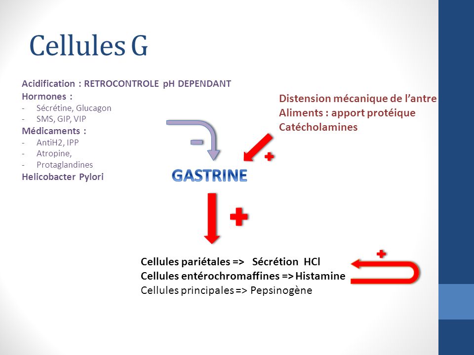 Résultat de recherche d'images pour "cellules g"