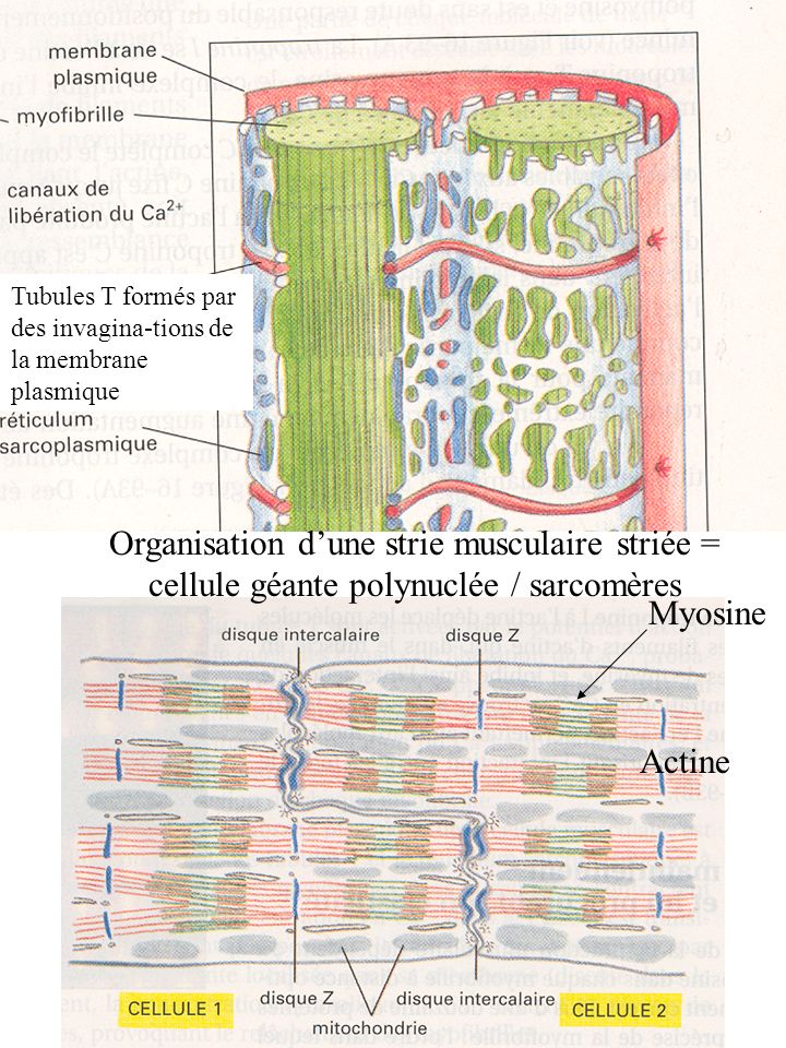 Tubules T formés par des invagina-tions de la membrane plasmique