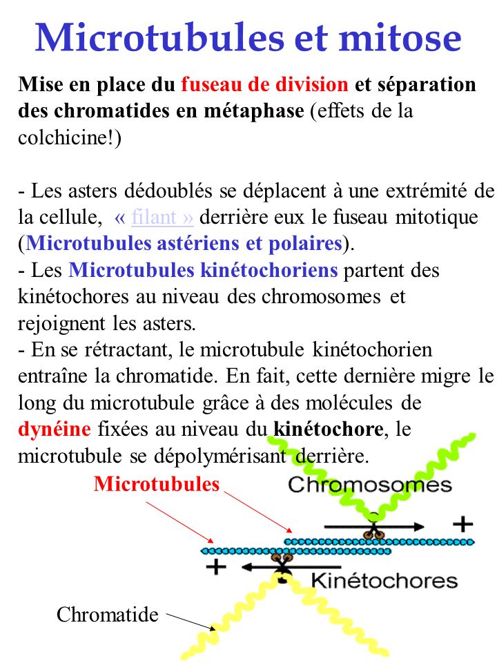 Microtubules et mitose